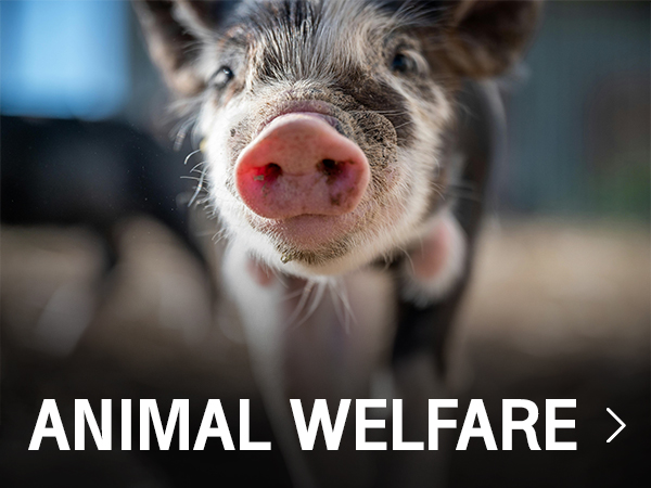 กระบวนการฆ่าสัตว์อย่างมีสวัสดิภาพ Animal Welfare