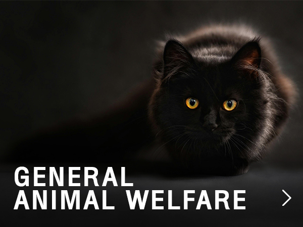 General Animal Welfare